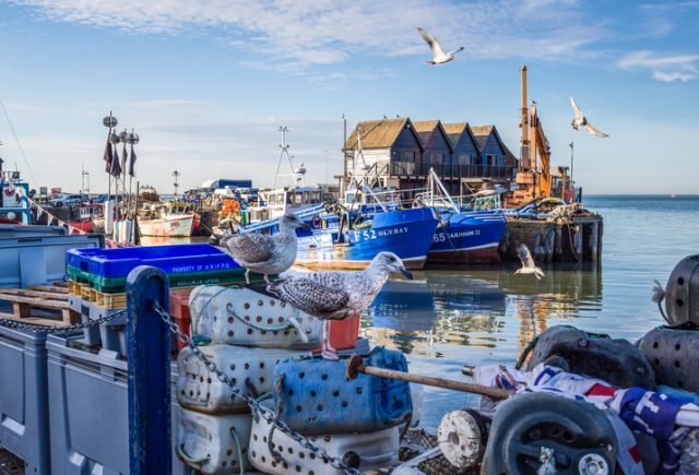 December 14, 2016: Whitstable harbour, Kent, UK. The main types of white fish that are now caught out of Whitstable harbour are sole, skate and bass. Other local specialities include cockles and whelks.