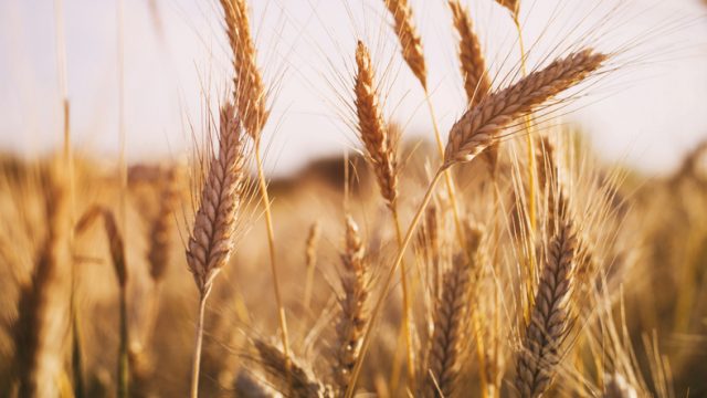 Wheat is the third most-produced cereal crop