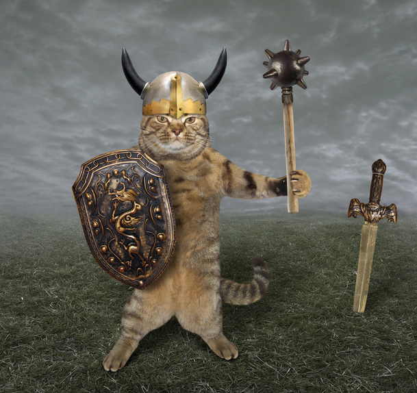 The study suggests that cats traveled the globe in the company of Vikings