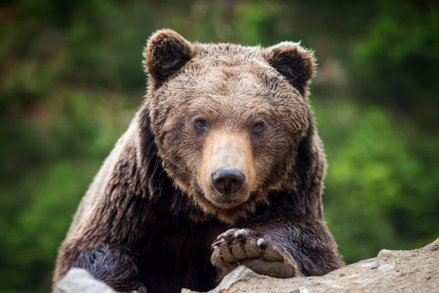 Closeup brown bear (Ursus arctos) portrait in spring forest