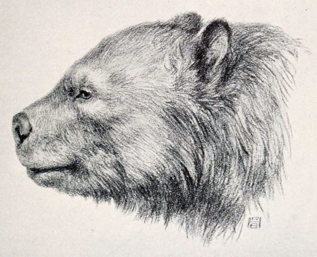 Life restoration of Arctotherium bonariense from W.B. Scott’s’ A History of Land Mammals in the Western Hemisphere’. New York The Macmillan Company.