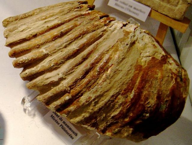 Mammoth tooth. Photo by Luna04 CC BY SA 3.0