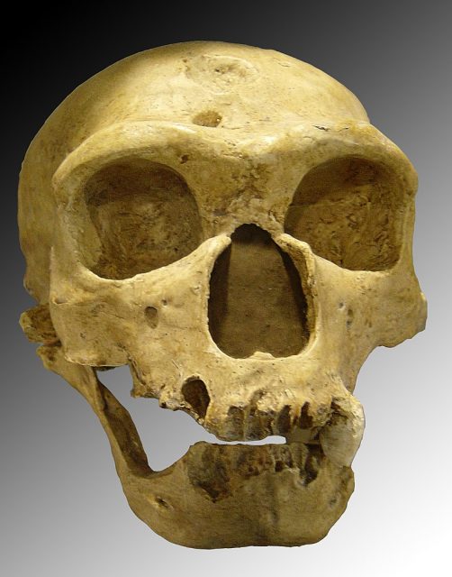Skull discovered in 1908 at La Chapelle-aux-Saints, France. Photo by Luna04 CC BY 2.5