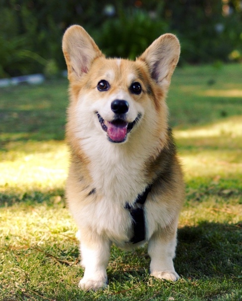 A Pembroke Welsh Corgi. Photo by Bensbro CC BY-SA 4.0