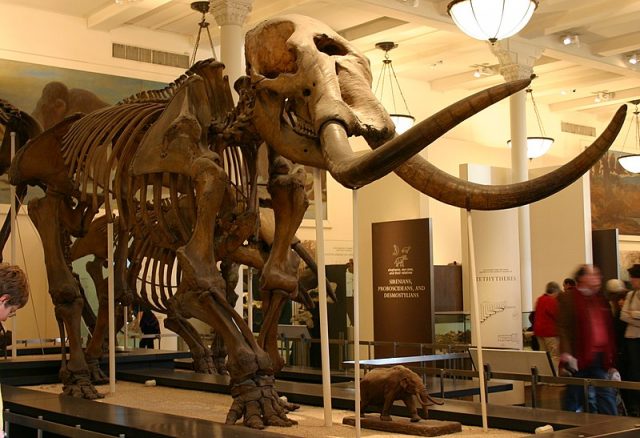 Mastodon skeleton