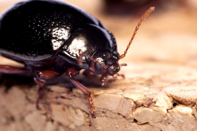 Close up view of a beetle, Chrysolina Bankii