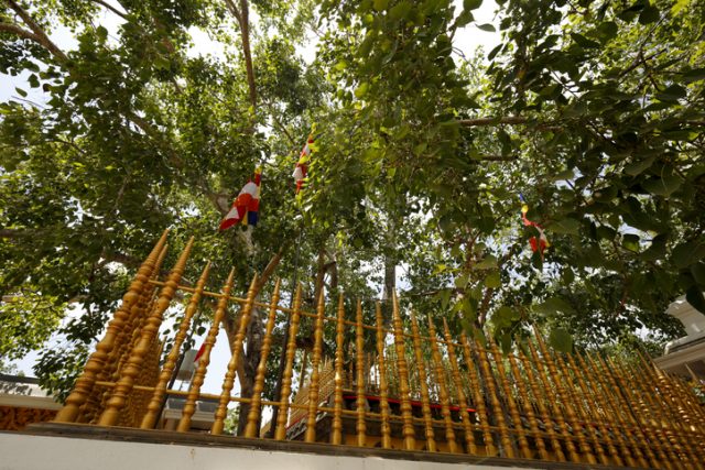 Jaya Sri Maha Bodhi, a sacred fig tree, the oldest living human-planted tree in the world with a known planting date, in the Mahamewna Gardens, Anuradhapura, Sri Lanka