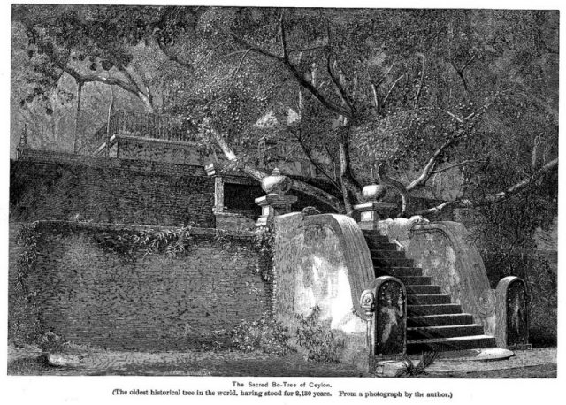 Jaya Sri Maha Bodhi in 1891