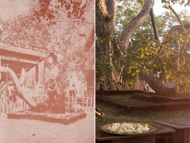 Sacred Bodhi before c.1913 and in recent past. Photo by MediaJet CC BY 2.0