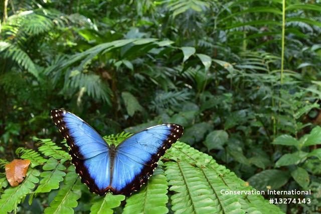 Morpho butterfly