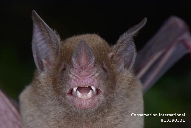 Pale-faced bat
