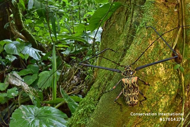 Harlequin beetle