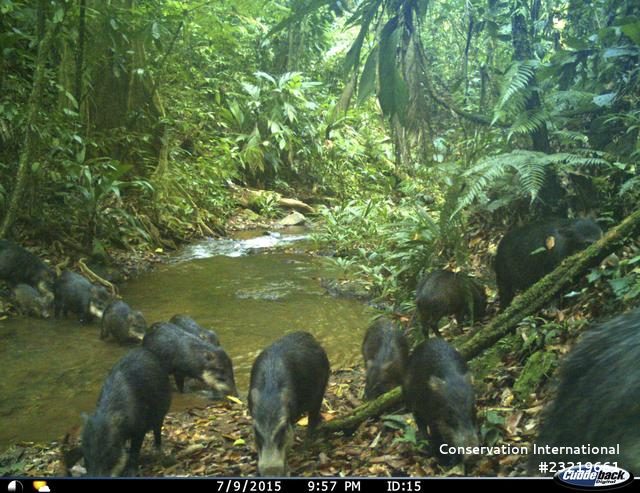 White-lipped peccaries