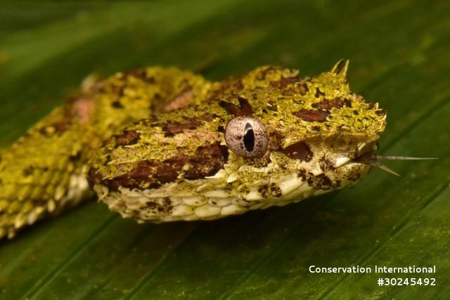 Eyelash viper