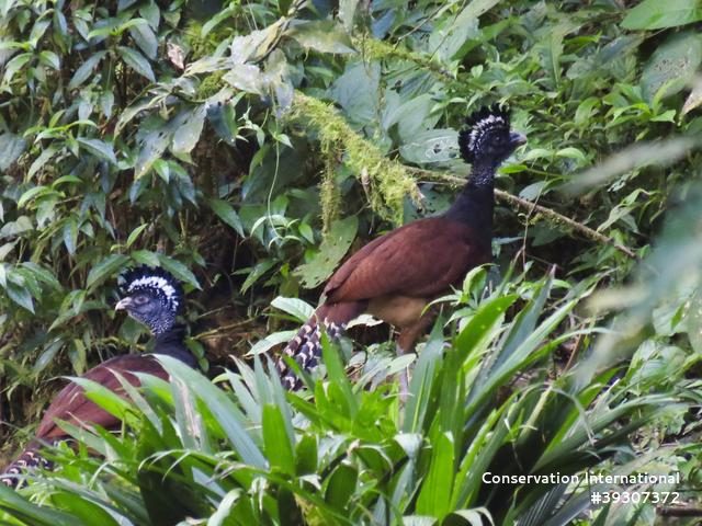 Great Curassow