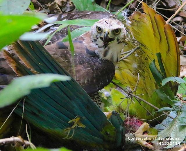 Ornate hawk-eagle