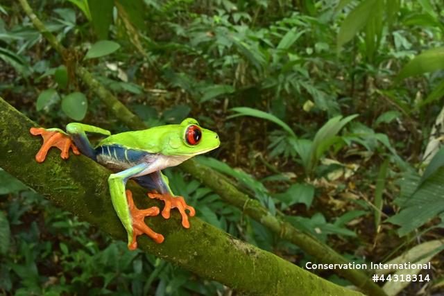 Red-eyed tree frog