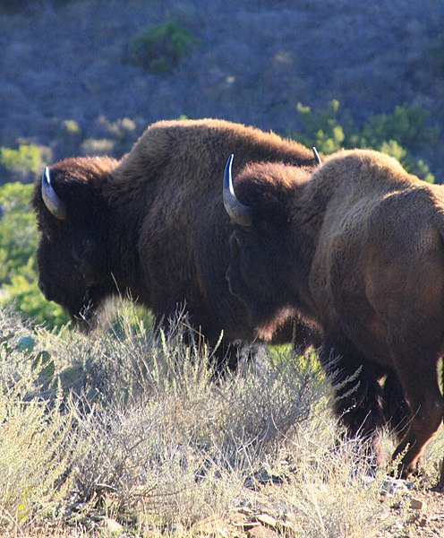 Catalina Bison