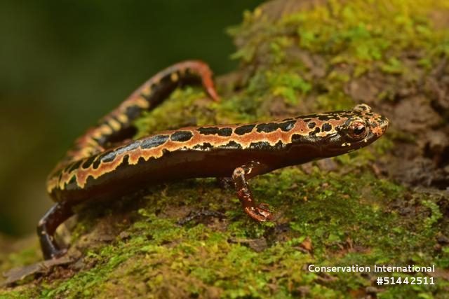 Salamander