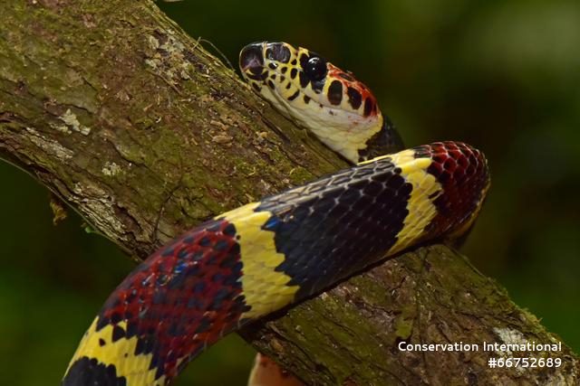 False tree coral snake