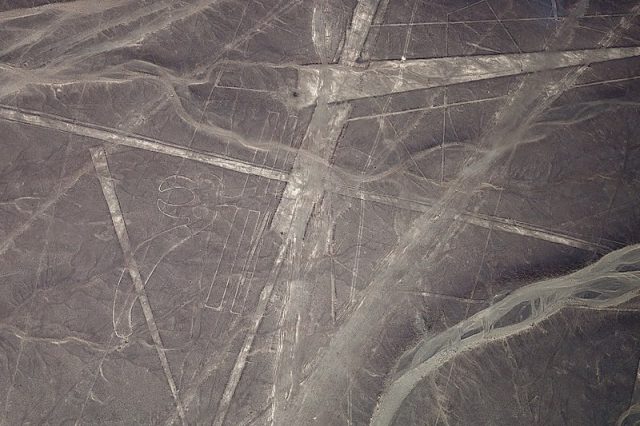 Nazca lines parrot