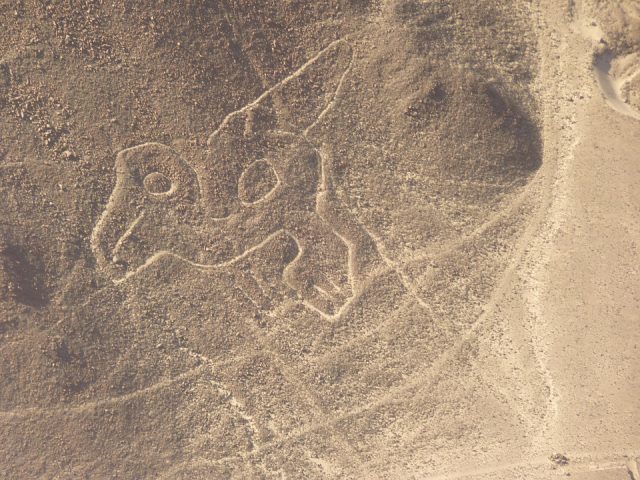 Nazca lines parrot