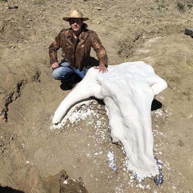 Alice Triceratops skull