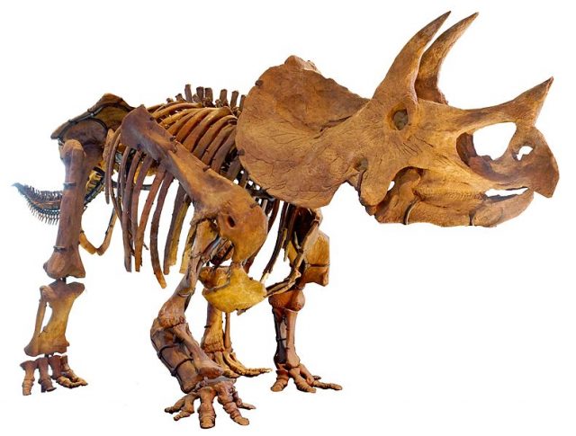 Triceratops skeleton