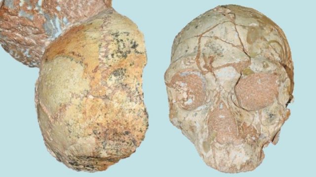 Oldest human fossil in Europe