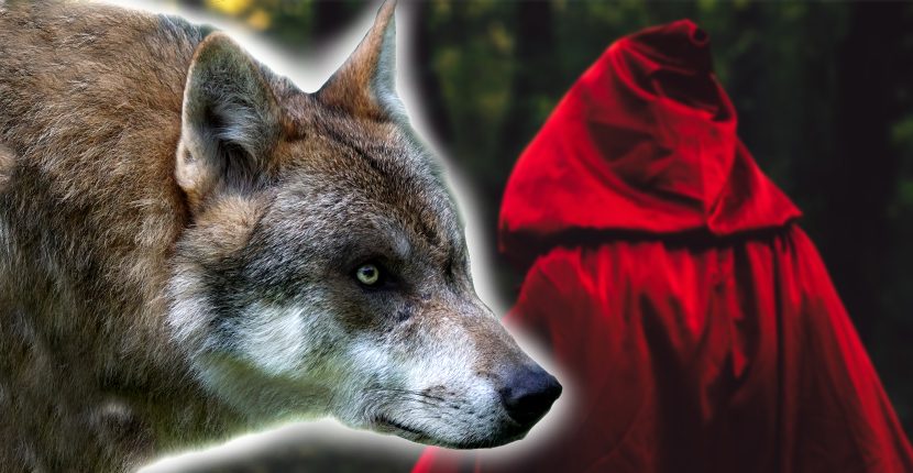 skildring udsende lade som om The Dark Original Story of Little Red Riding Hood is Illicit and Decadent |  The Vintage News