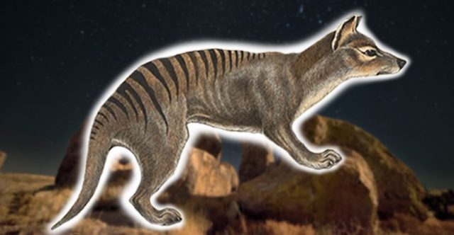 Tasmanian tiger