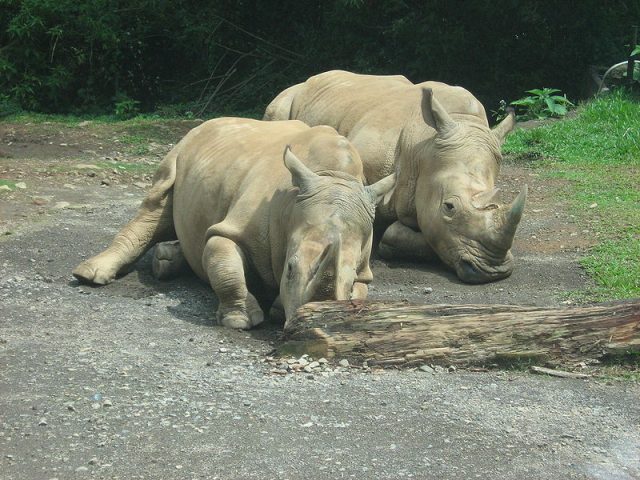 White rhinoceros