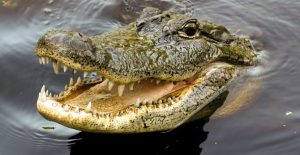 Crocodile