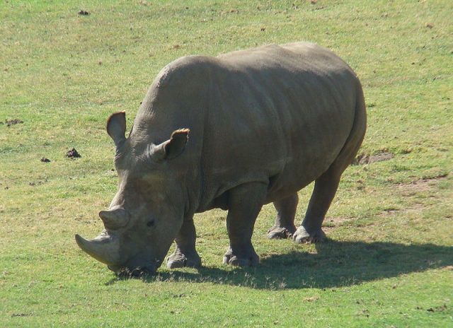 Northern white rhino