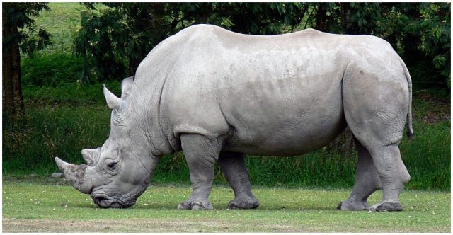 White Rhino