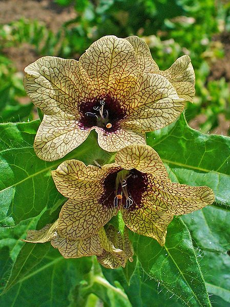 henbane