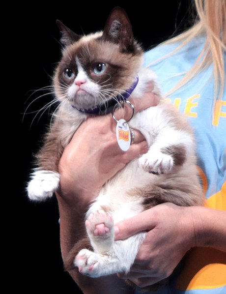 grumpy cat