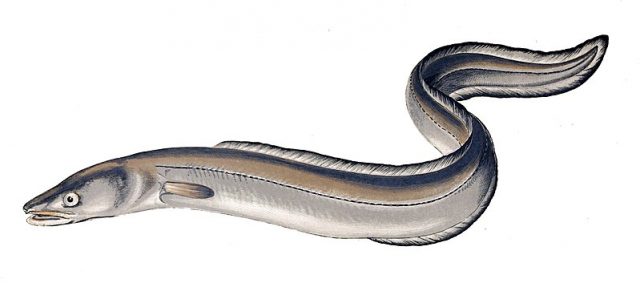 European eel