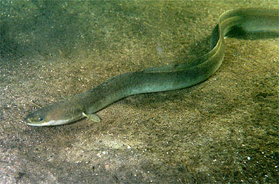 European eel