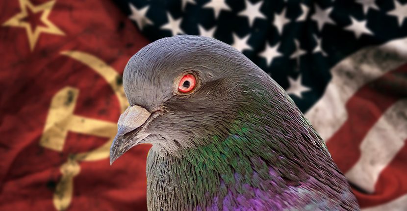 comrade pigeon!
