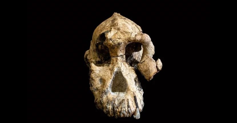 The remarkably intact skull of an early human ancestor of the genus Australopithecus fills in some of the gaps in the human evolution. (Dale Omori / Cleveland Museum of Natural History)