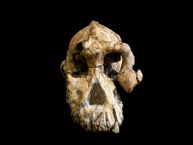 Australopithecus skull