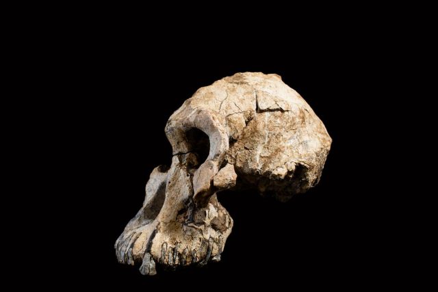 Australopithecus skull