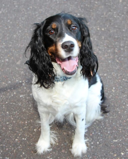 springer spaniel