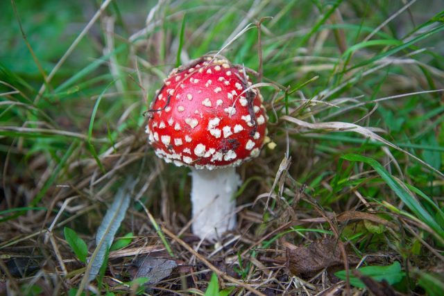 Fly agaric mushroom