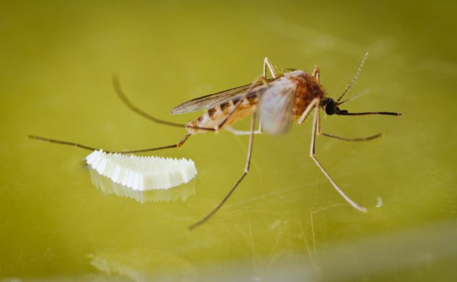 Mosquito eggs