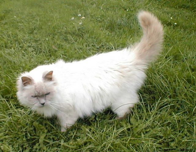 Birman cat