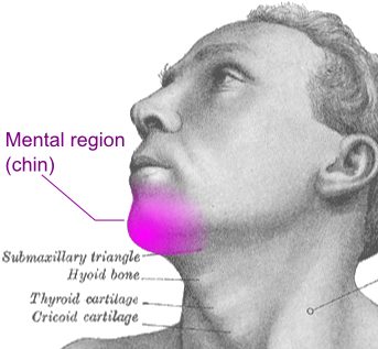 Mental region chin