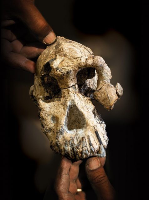 Australopithecus skull