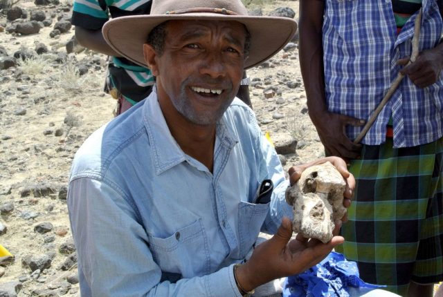 Australopithecus skull